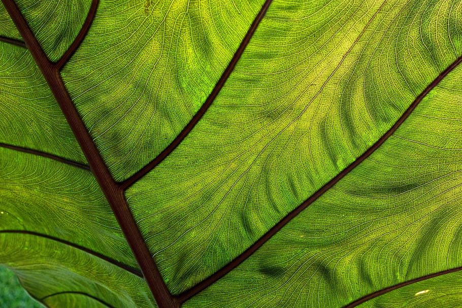 Coco, Yam, Leaf, Tropical, Flora, coco yam, green color, nature HD wallpaper