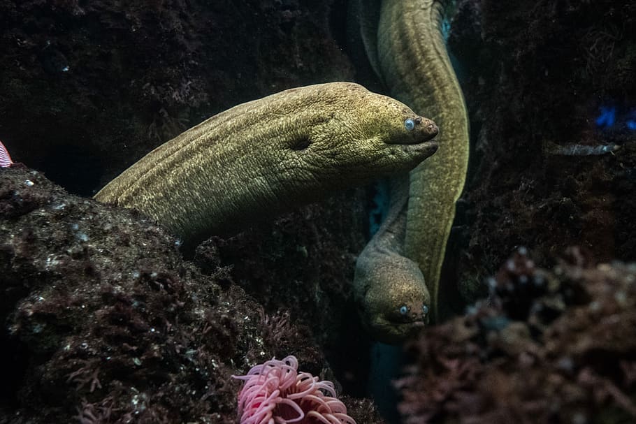 green snake fish, green eel, underwater, creature, sealife, aquarium HD wallpaper