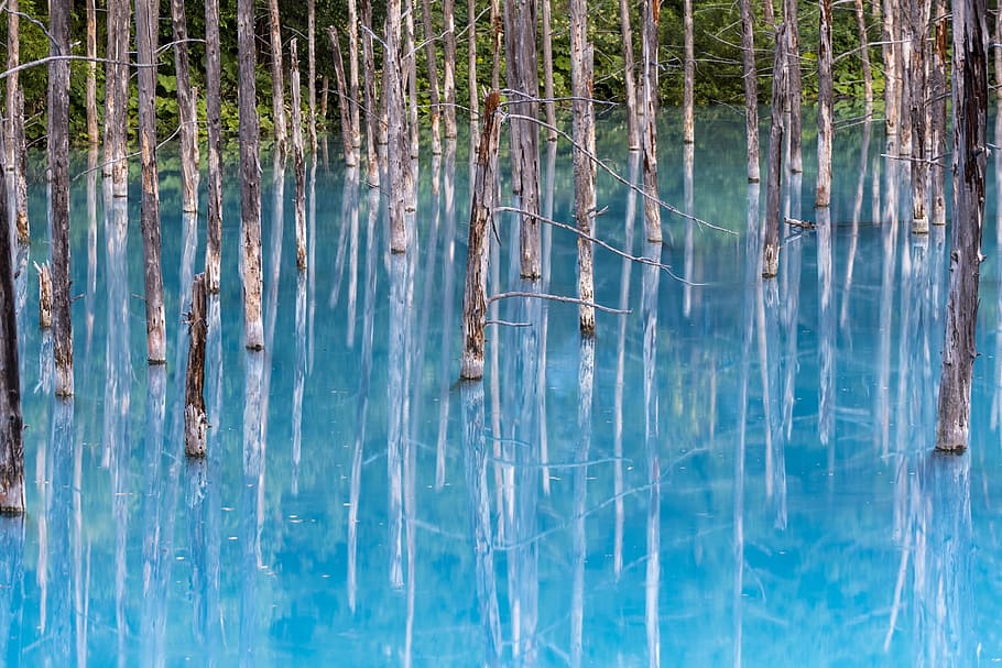 reflection, blue water, dead tree, nature, landscape, tranquil HD wallpaper