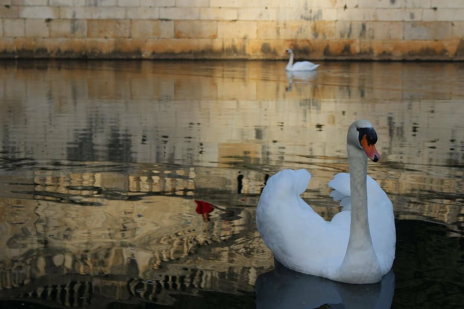 swan, bird, feathers, animal themes, animals in the wild, animal wildlife HD wallpaper