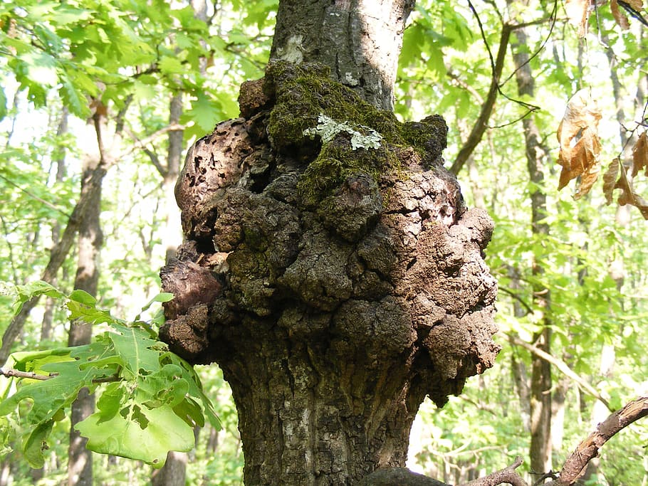 Tree, Knot, Natural, Trunk, Rough, forest, green, nature, plant HD wallpaper