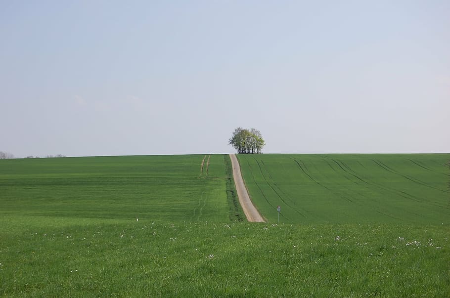 away, tree, meadow, landscape, nature, green, grass, outdoors HD wallpaper