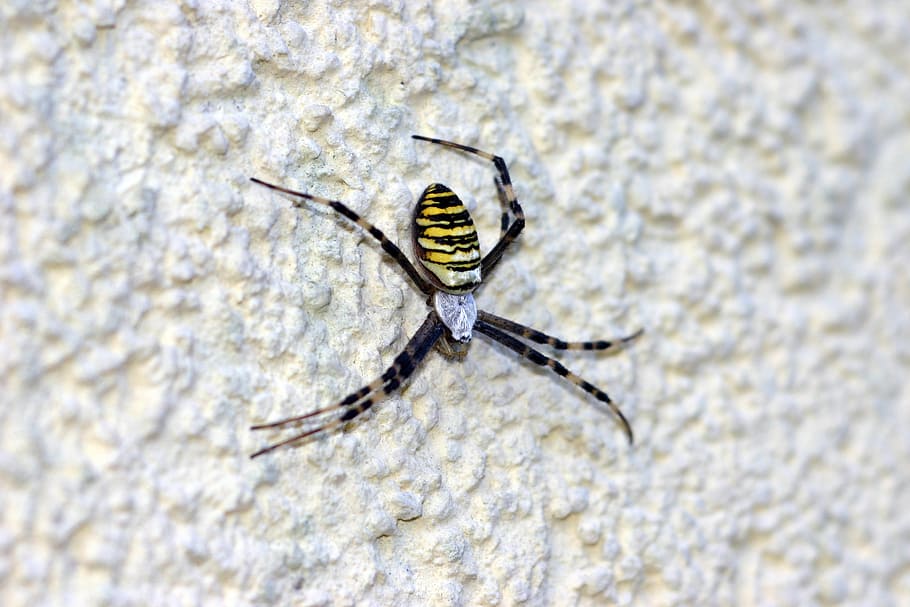 wasp spider, toxic, network, structural plaster, animal themes HD wallpaper