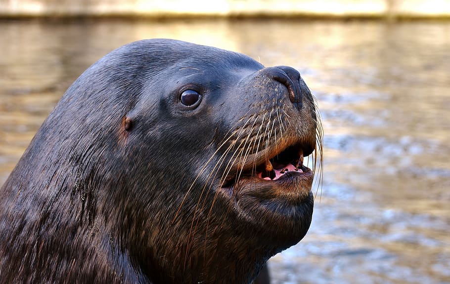 closeup photo of sea lion, seal, swim, water, robbe, meeresbewohner, HD wallpaper
