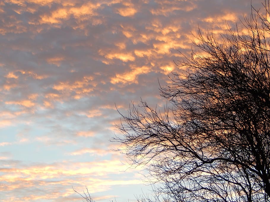 tree, silhouette, branches, sky, clouds, outdoors, scenic, tranquil HD wallpaper