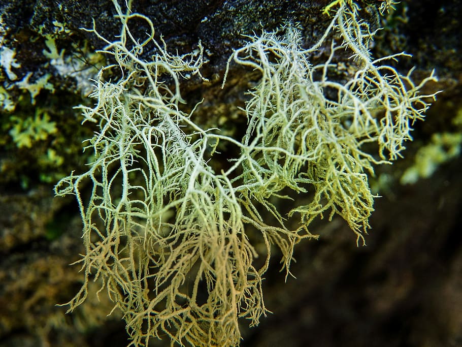Moss, Tree, Bark, Atmospheric, Condition, atmospheric condition HD wallpaper