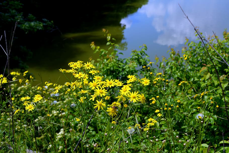 landscape, lake, flowers, forest, water, reflection, vegetation HD wallpaper