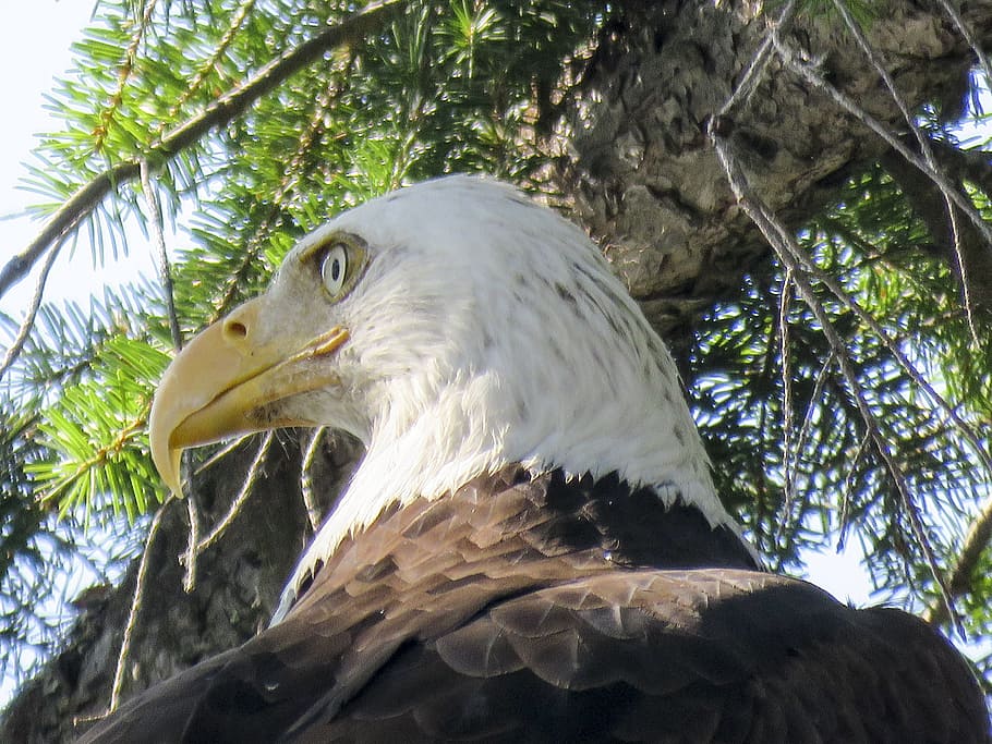 bald eagle, raptor, bird, nature, wildlife, animal, symbol HD wallpaper