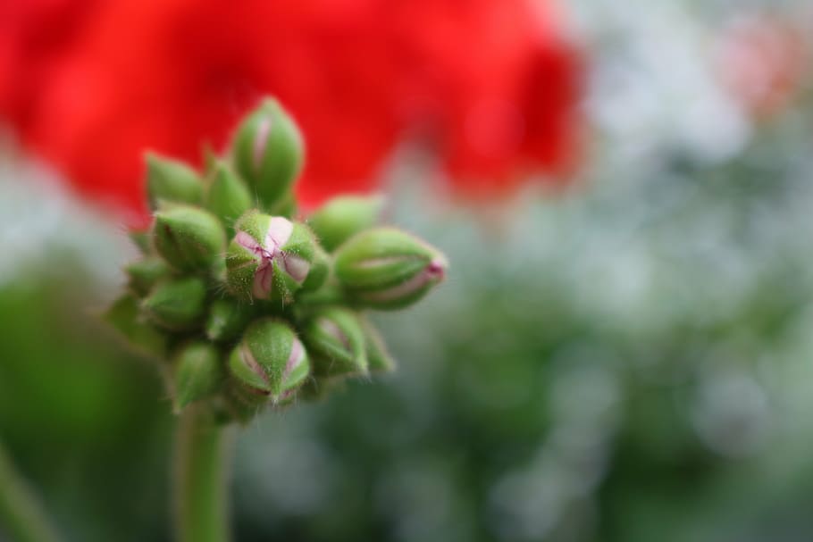 flower, spring, plant, nature, macro, bloom, growth, beauty in nature HD wallpaper