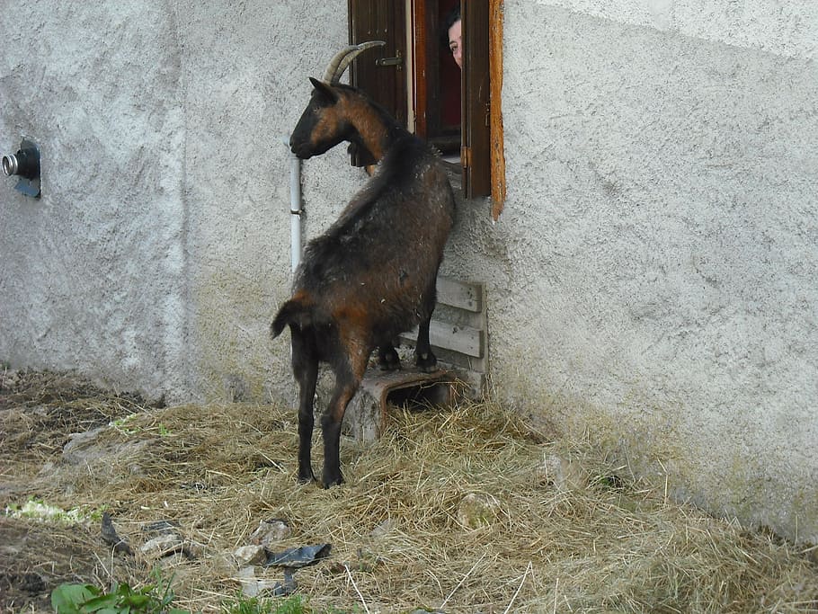 goat, animals, brown, animal themes, mammal, vertebrate, domestic animals HD wallpaper