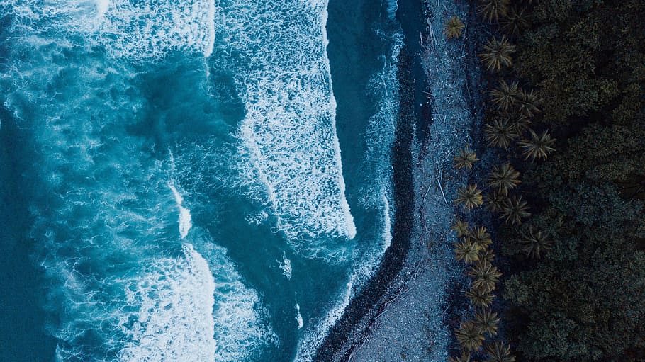 ocean waves near forest, brown leaf plant near at water, blue HD wallpaper