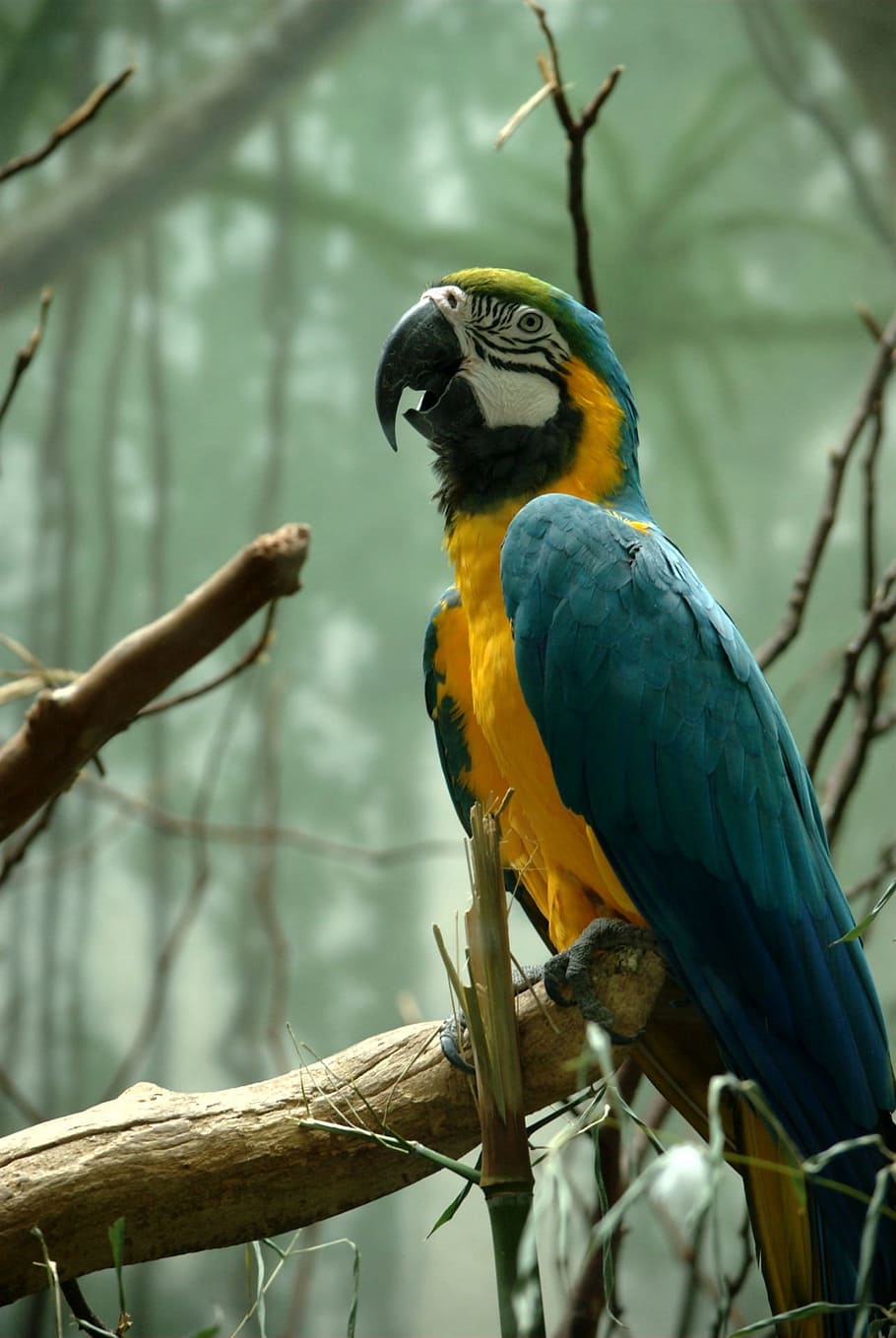 selective focus photography of yellow-and-blue Macaw, bird HD wallpaper