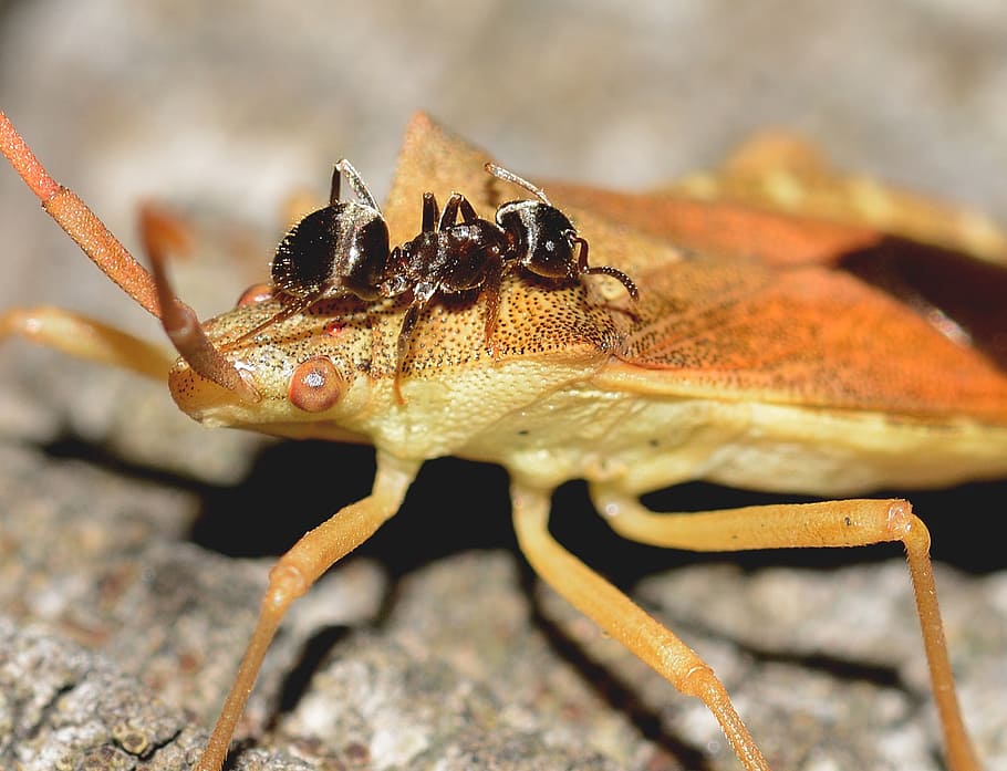 hemiptera, ant, bug, macro, nature, insects, animal, wildlife HD wallpaper
