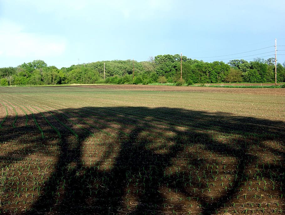 shadow, corn field, farm, dirt, plowed, plants, tree, sky, tranquil scene HD wallpaper