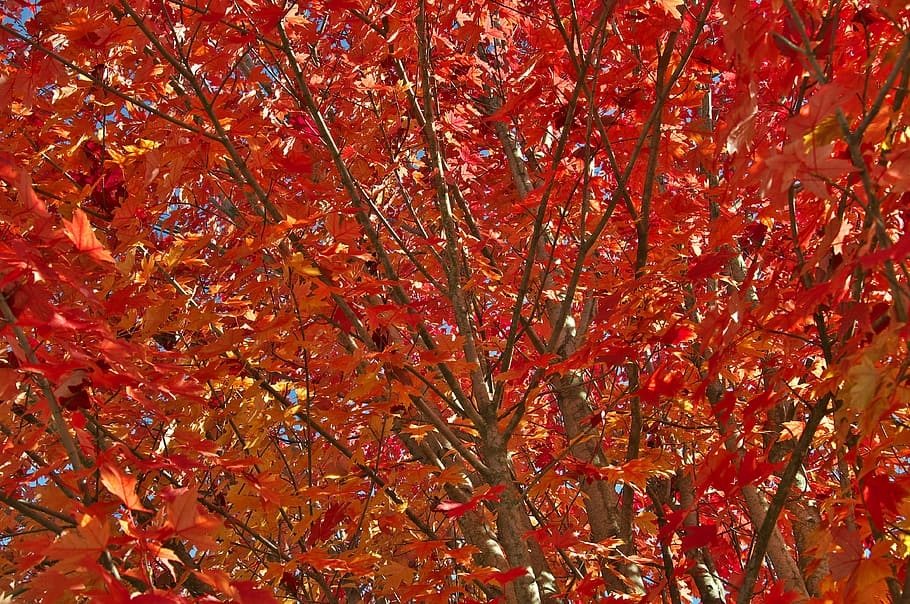 autumn, leaves, tree, red, full frame, backgrounds, change HD wallpaper