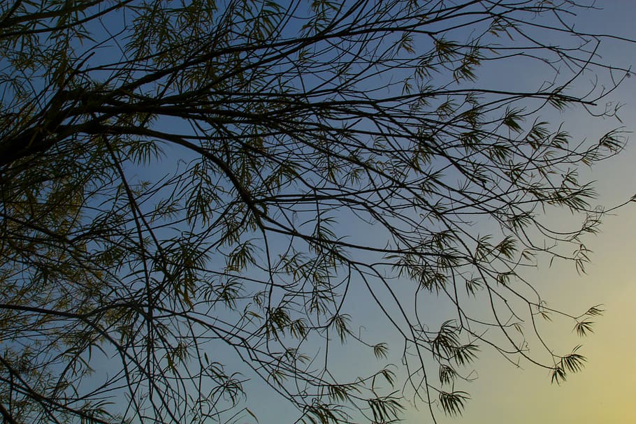 Evening, Tree, Nature, Landscape, forest landscape, sky, sunset HD wallpaper