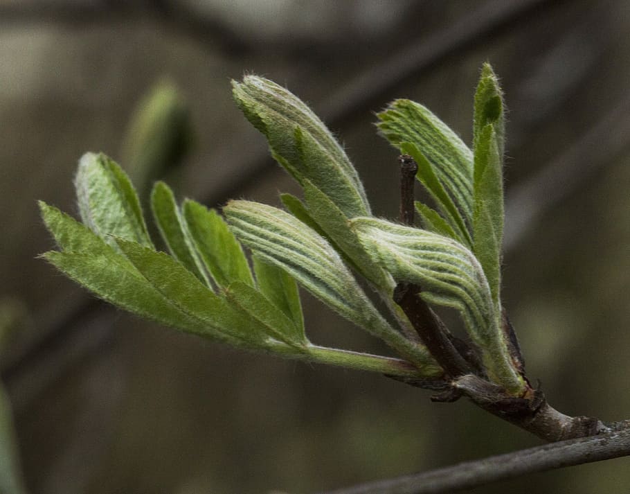 rowan, leaf, tree, spring, nature, finland, branch, plant, plant part HD wallpaper