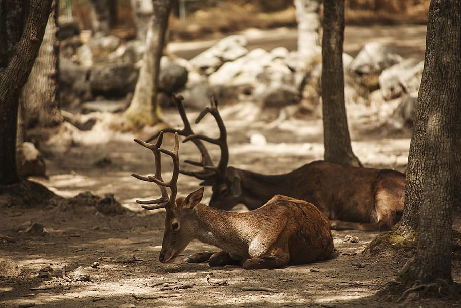 deer, lavirian, dump, animal wildlife, animal themes, animals in the wild HD wallpaper