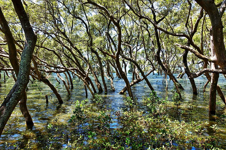 mangroves during daytime, trees, swamp, environment, green HD wallpaper