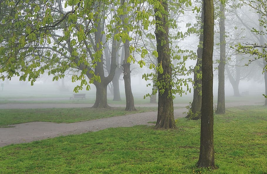 Landscape, View, Nature, Park, Plants, tree, the fog, hazy HD wallpaper