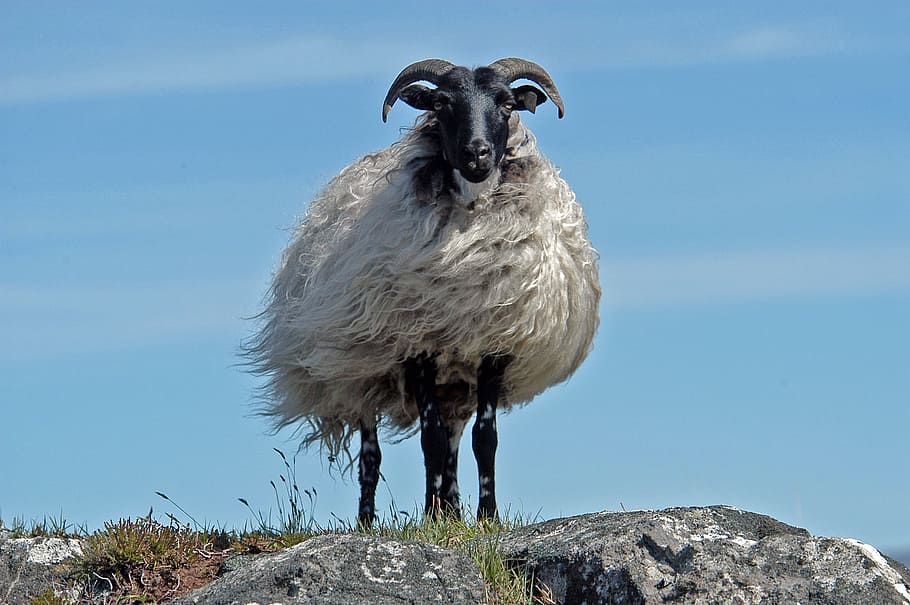 white sheep on gray rock, ireland, one animal, vertebrate, animal wildlife HD wallpaper