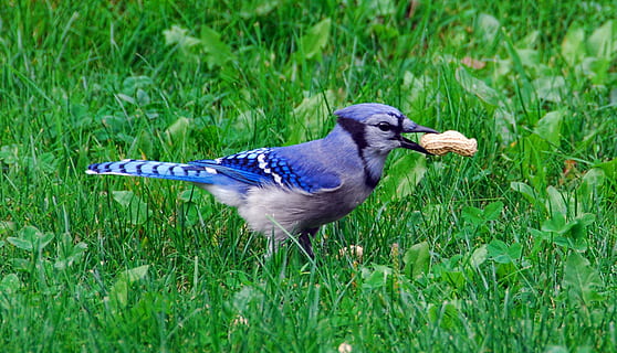 blue woodpecker with peanut on grass field, bird, bluejay, wildlife HD wallpaper