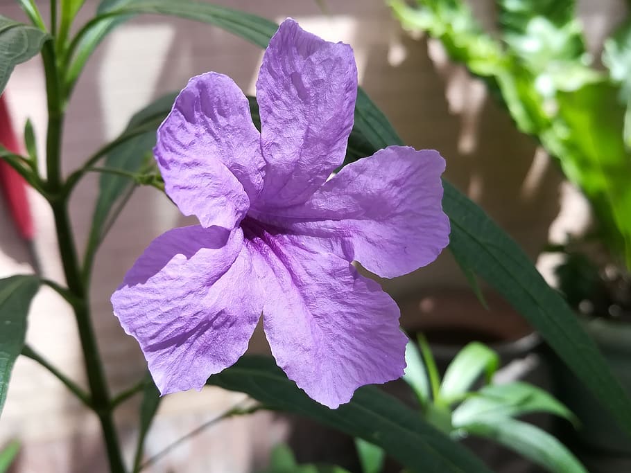 flowers, purple, neets, flowering plant, beauty in nature, fragility HD wallpaper