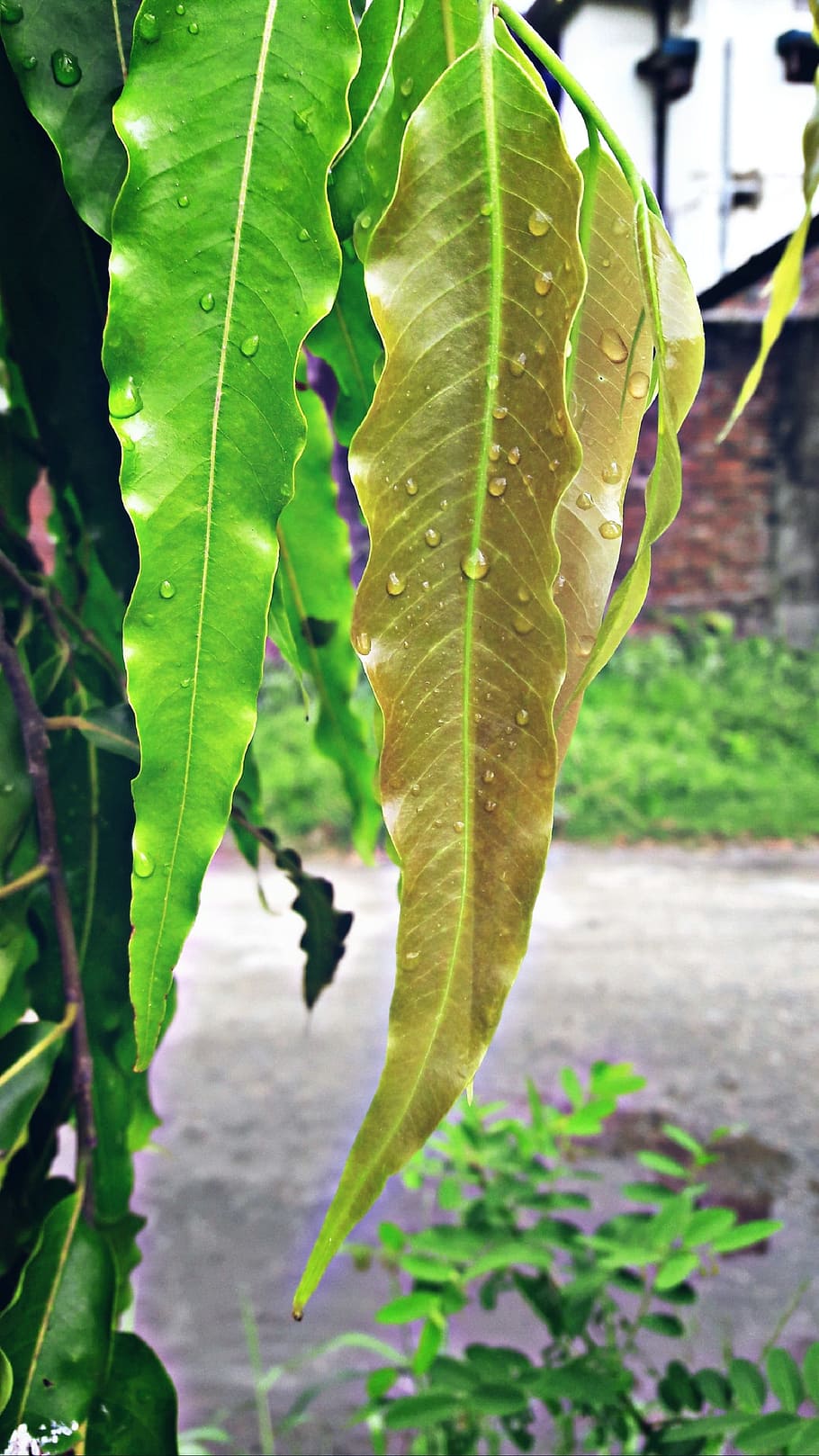 plant, leaf, tree, plant part, growth, green color, close-up HD wallpaper