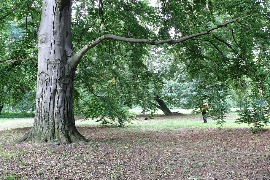 tree, landscape, nature, trees, leaves, green, forest, outdoors HD wallpaper