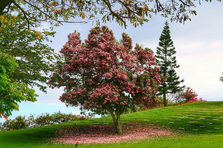 tree, spring, blossom, flowers, nature, green, plant, natural HD wallpaper