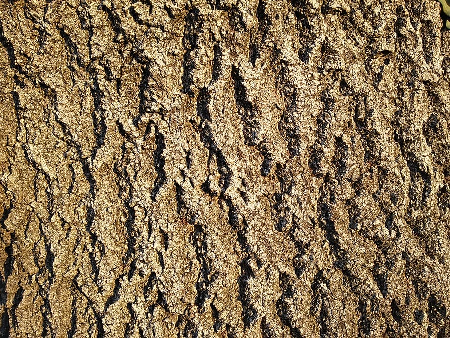 Ash, Ridge, Tree Bark, Net, net bark, ash bark, pattern, texture, HD wallpaper