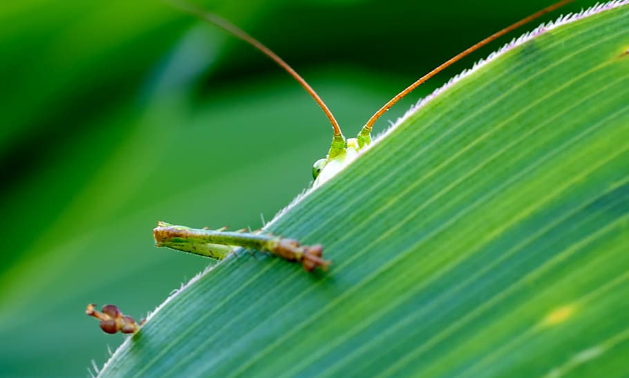 green grasshopper on green leaf plant, viridissima, corn leaf HD wallpaper