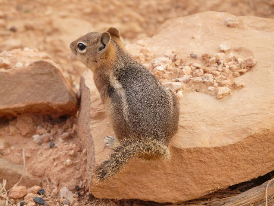 squirrel on rock, chipmunk, cute, nager, fur, furry, animal HD wallpaper