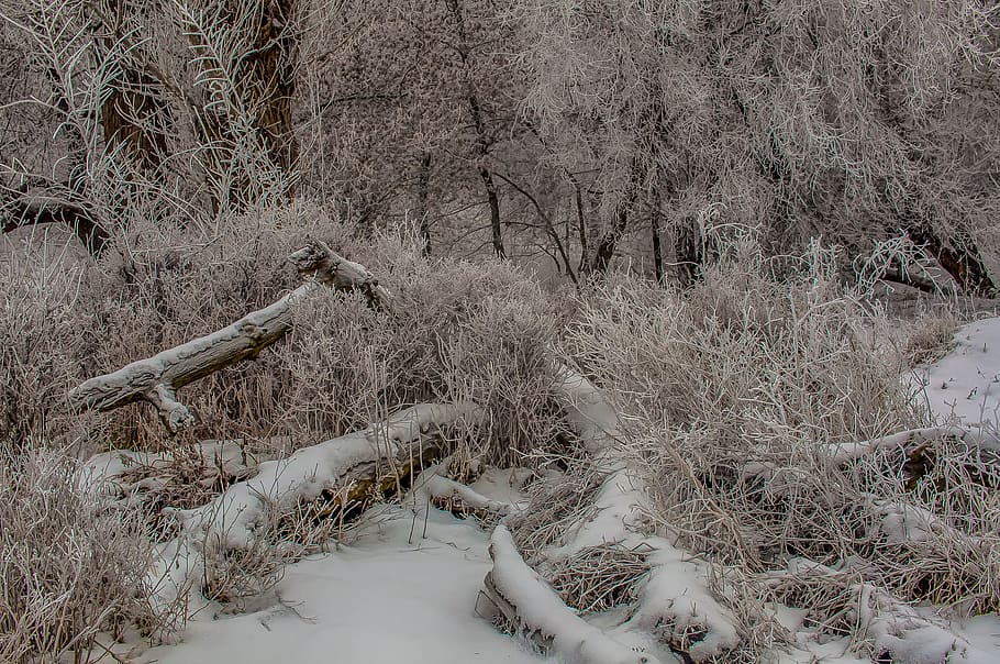 logs, forest, snow, trees, landscape, cold temperature, plant HD wallpaper