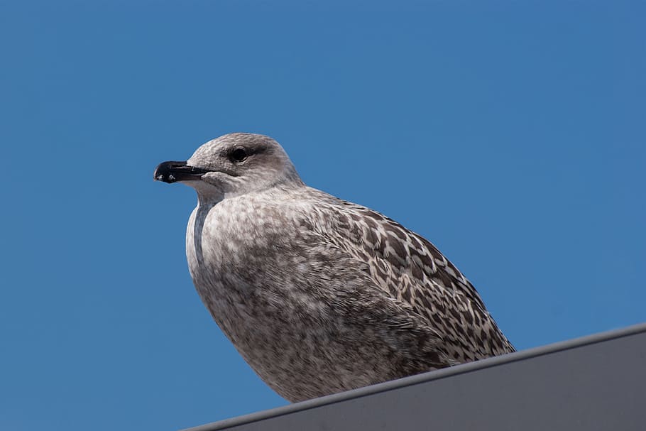 seagull, bird, spring, plumage, water bird, birds, close, spring dress HD wallpaper
