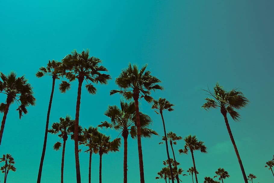 Free download Related Pictures Palm Trees California Dreamin California  Sunset HD [1127x774] for your Desktop, Mobile & Tablet, Explore 48+  California Palm Trees Wallpaper