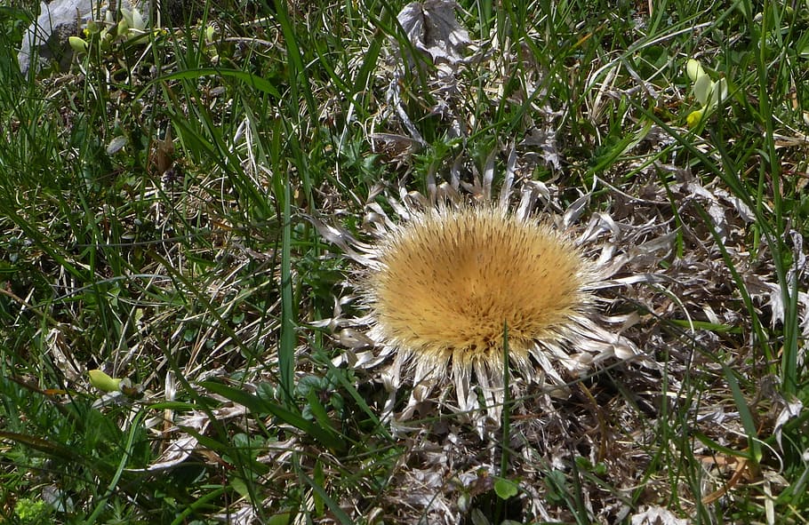 silver thistle, mountains, close, blossom, bloom, yellow, sun HD wallpaper