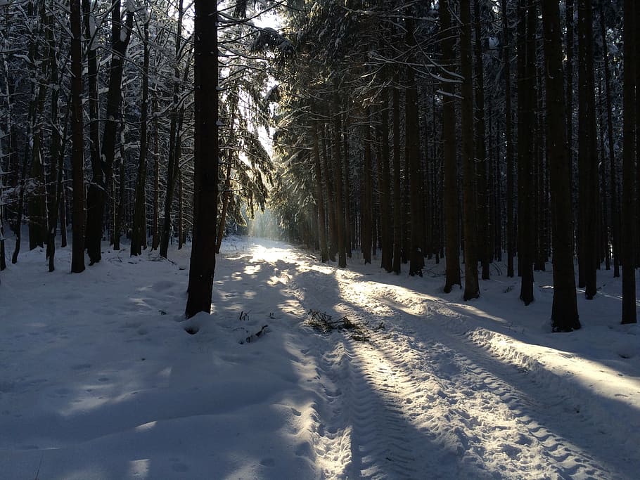 winter, forest, snow, cold temperature, tree, land, plant, tranquility HD wallpaper