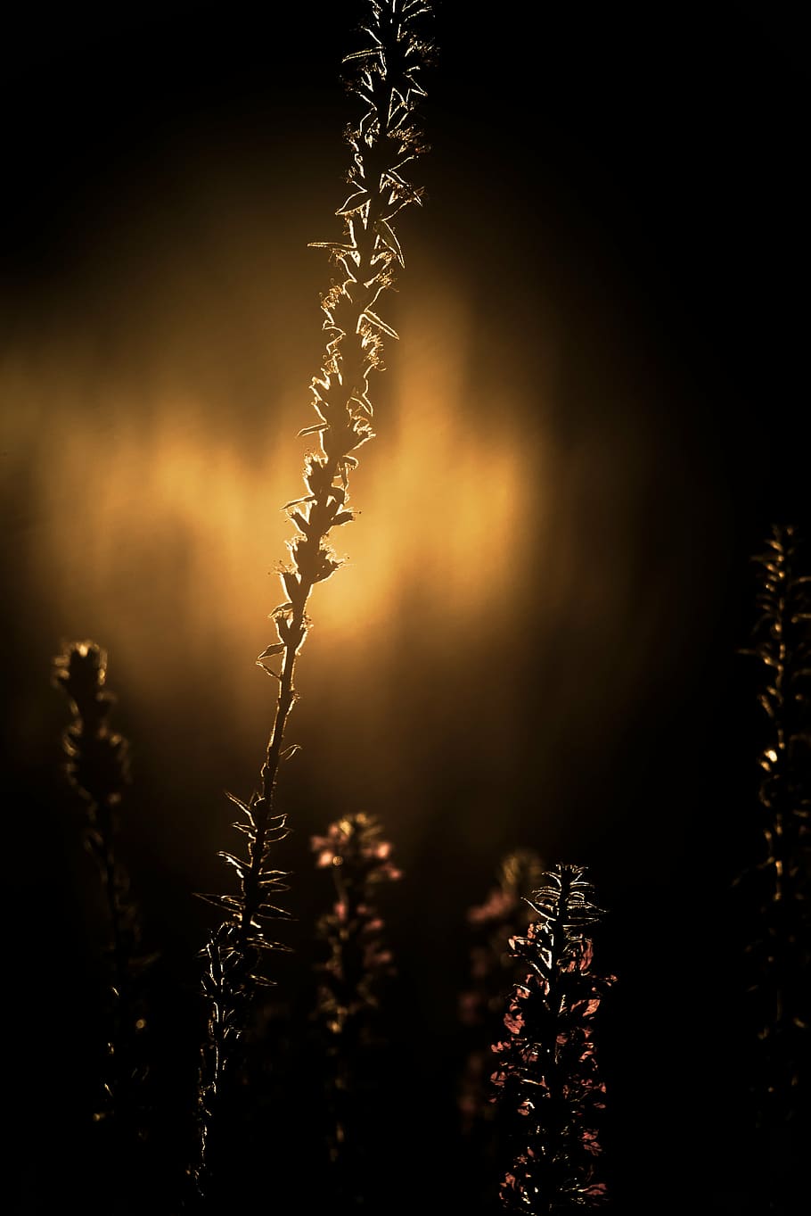 grass, corn, the sun, nature, fields, heat, night, plant, no people HD wallpaper