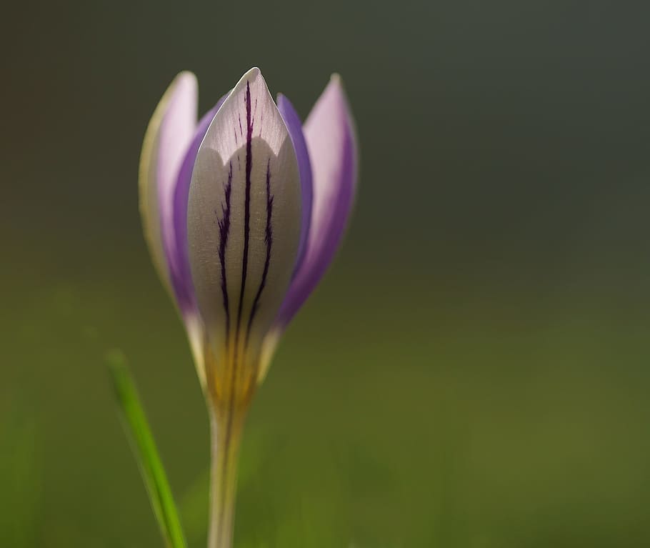 Crocus, Purple, Spring, Flower, Blossom, bloom, nature, spring flower HD wallpaper