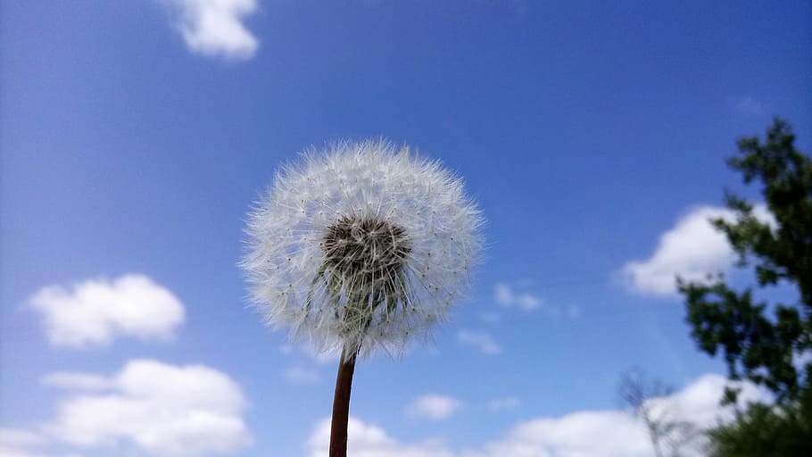 Dandelion, Flower, Sky, nature, fragility, growth, beauty in nature HD wallpaper