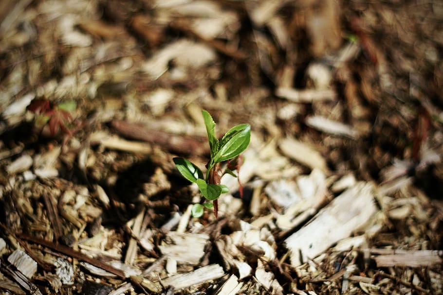 selective focus photography of green sprout, plant, seedling HD wallpaper