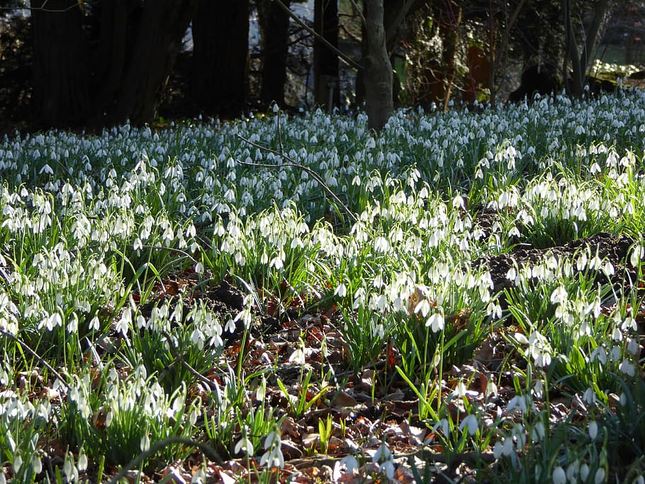 snowdrop, forest, spring, snowdrop spring, nature, plant, growth HD wallpaper