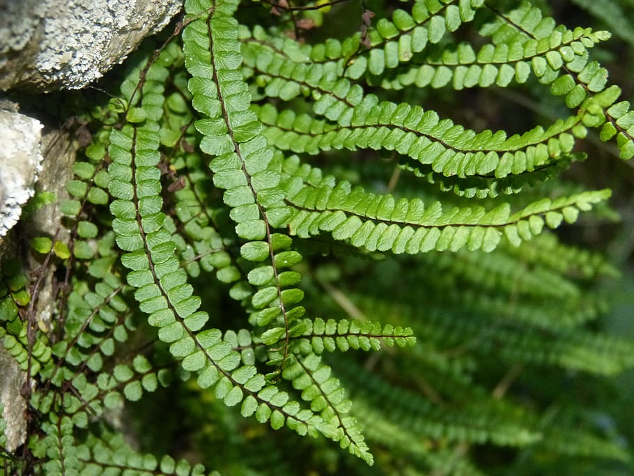 fern, green, forest, plants, nature, leaf, green color, growth HD wallpaper