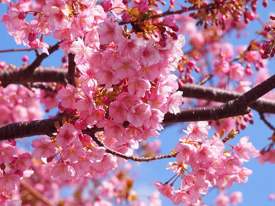 shallow focus photography of cherry blossoms, kawazu, izu, izu peninsula, HD wallpaper