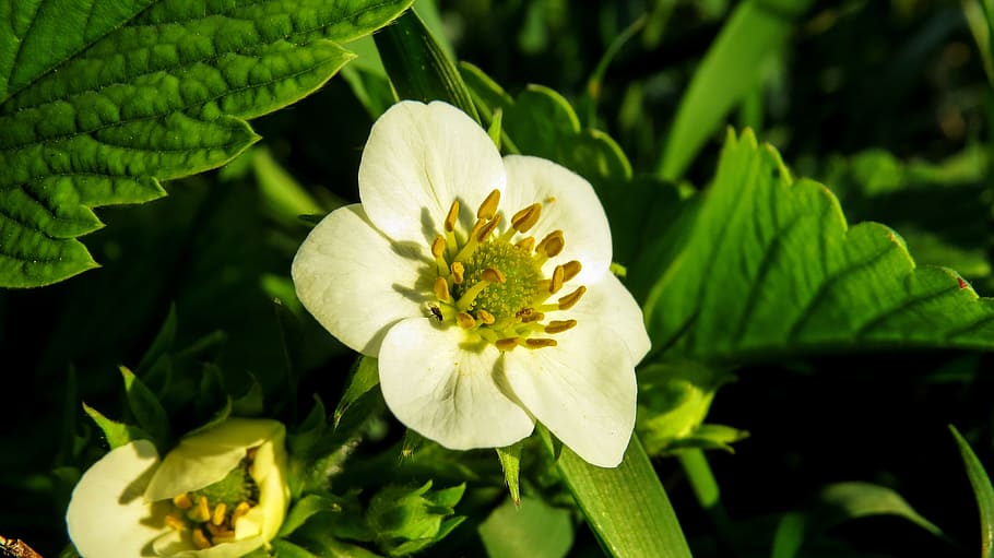 Strawberry, Flower, Macro, White, Nature, spring, plant, green Color HD wallpaper