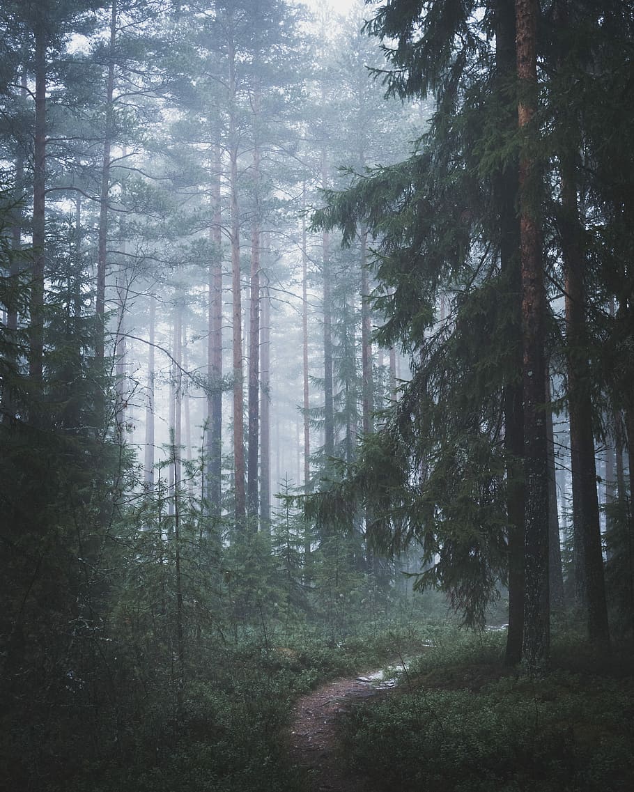 Morning walk in the forest, pathway between green leaf tall trees HD wallpaper