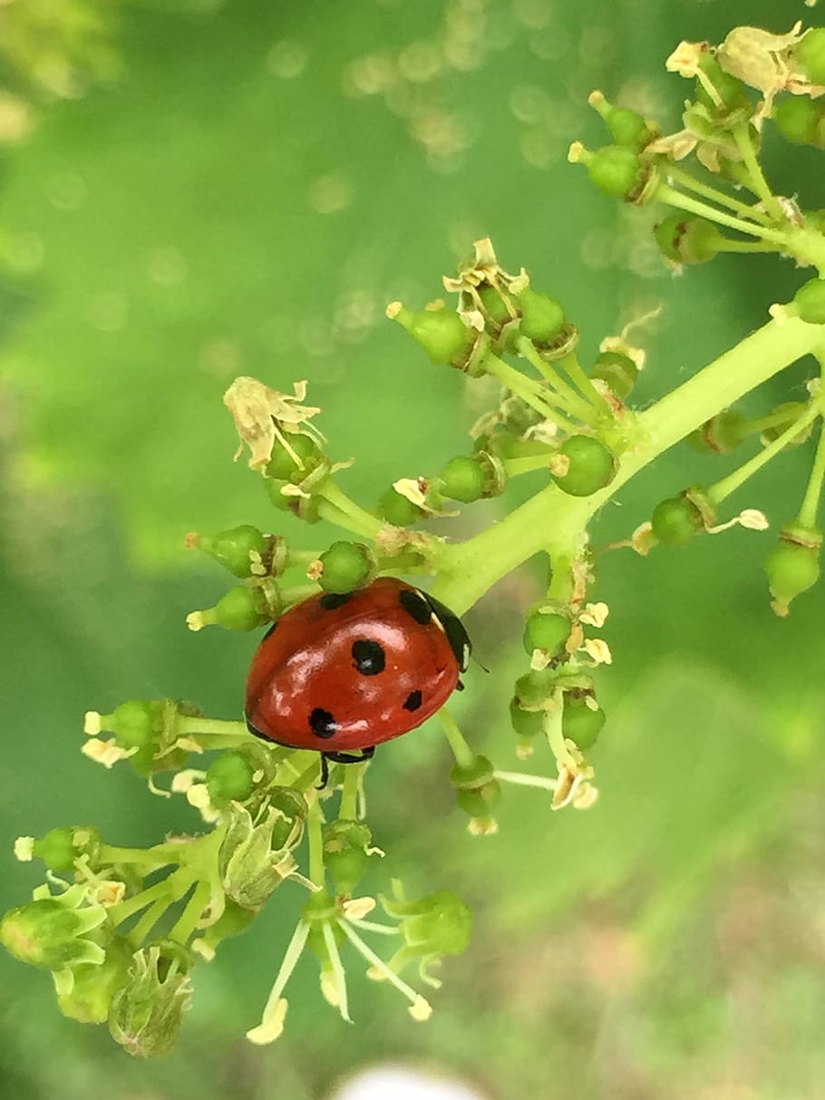 ladybug, insect, brine fly, plant, animal themes, beetle, one animal HD wallpaper