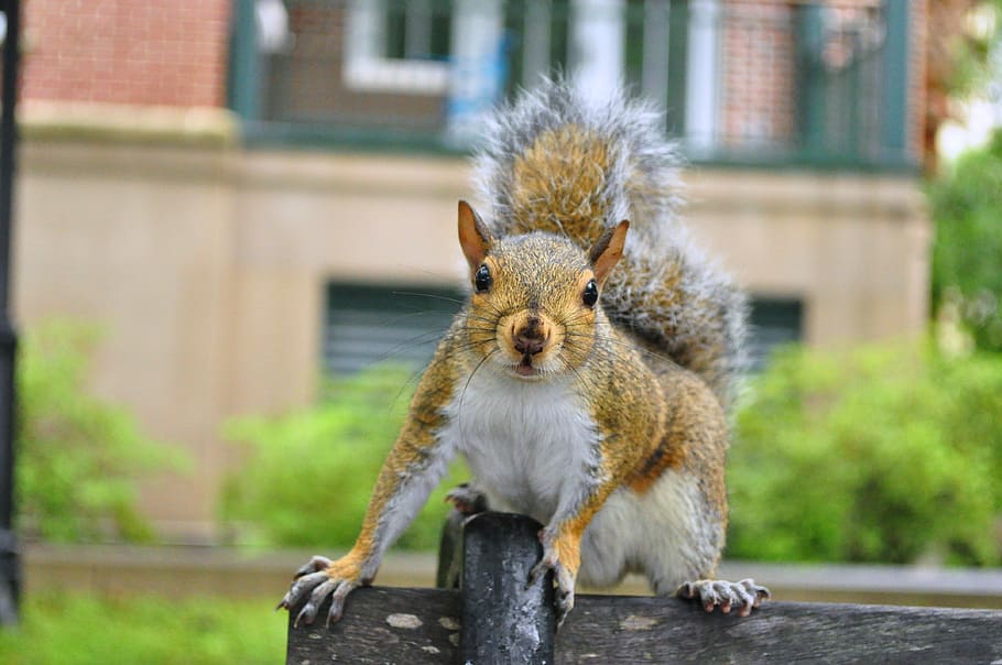 squirrel, outdoors, animal, wild, park, wildlife, cute, nature HD wallpaper