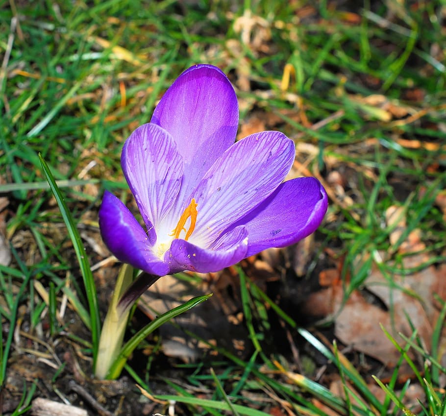 Crocus fleur